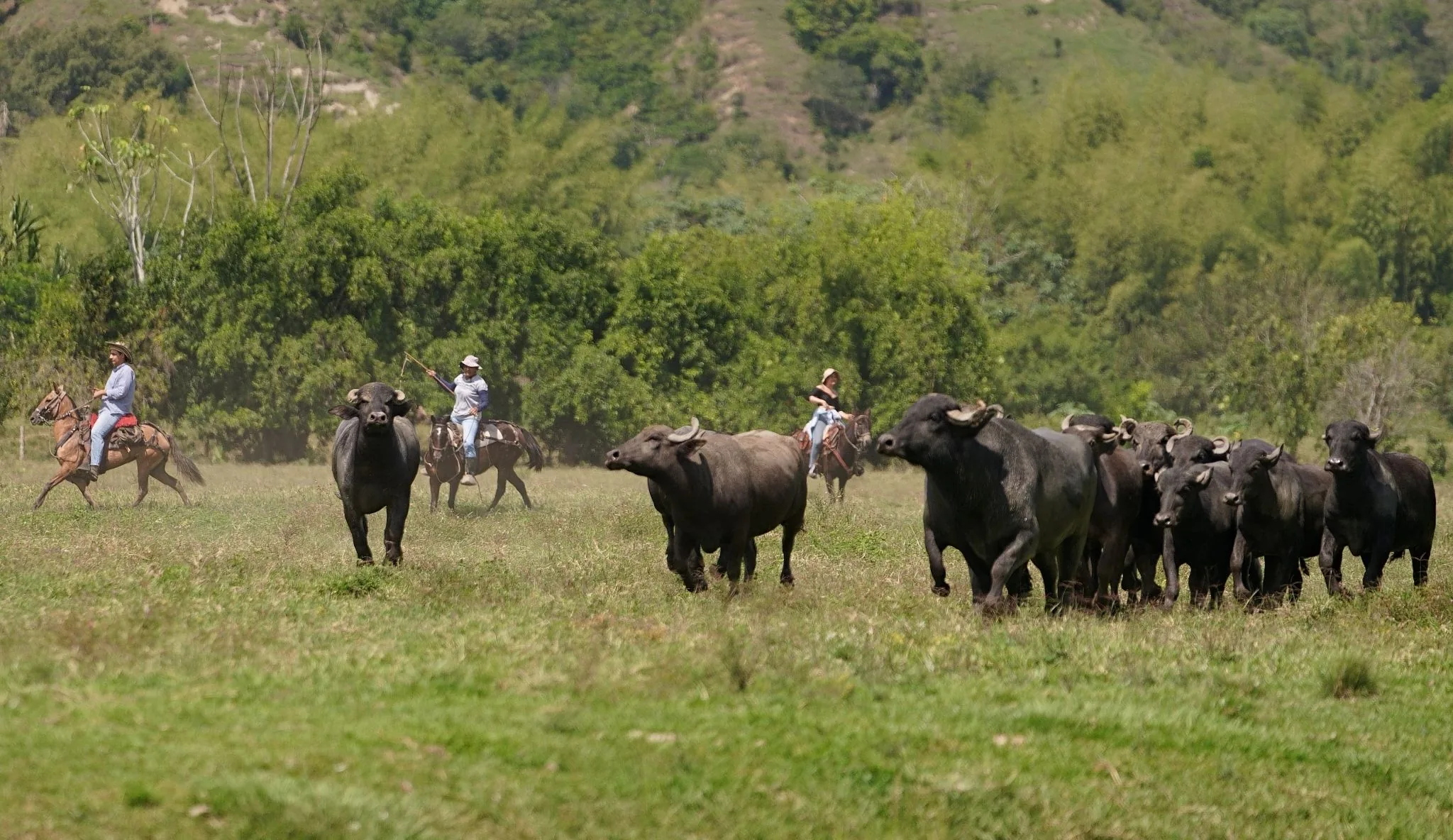 Riders moving a herd of water buffalo across a grass plain.