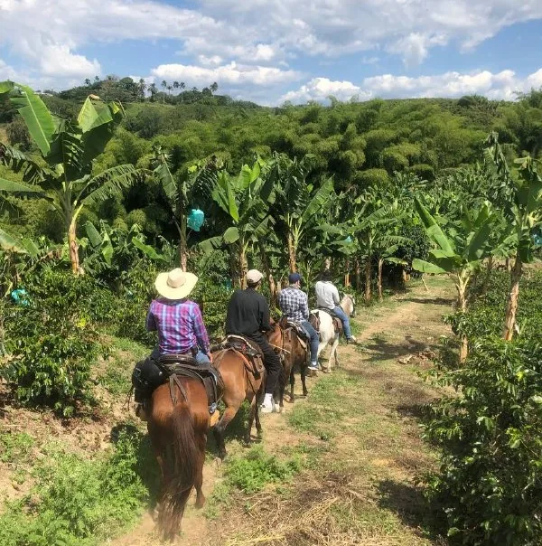 Riders single file on a red-earth trail between coffee and plantain.