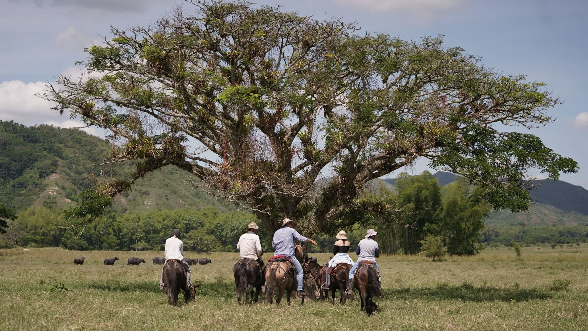 A group of riders crossing an open valley towards a huge lone tree.